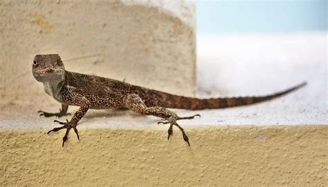 types of cities|How Lizards Are Changing in Cities .